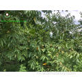 Walnut Kernels Light Color
